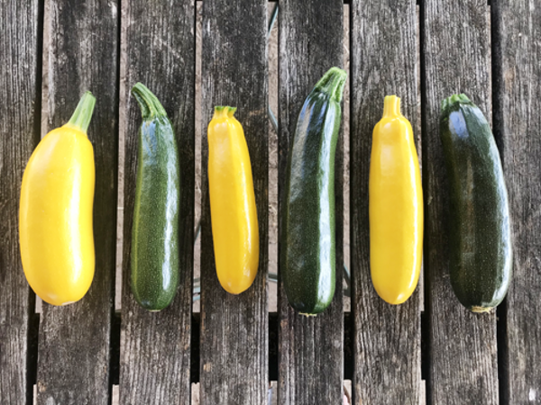 Produktfoto zu Zucchini grün