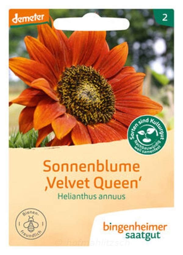 Produktfoto zu Sonnenblume Velvet Queen