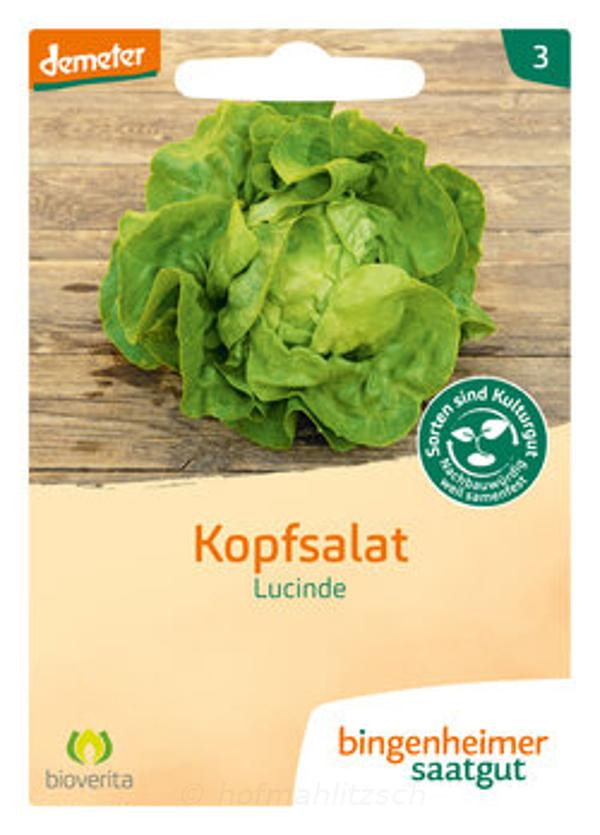 Produktfoto zu Kopfsalat Lucinde