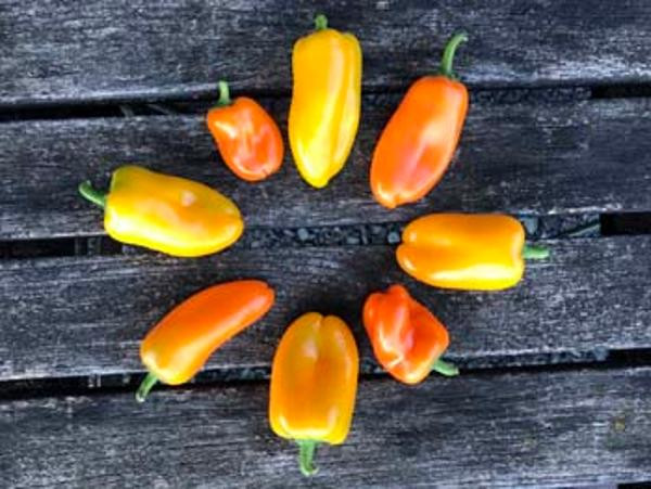 Produktfoto zu Snackpaprika