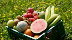 Produktfoto zu Obstkiste Obst-Reise