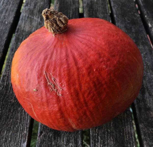 Produktfoto zu Hokkaidokürbis Red Kuri