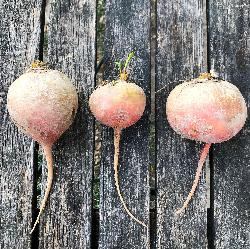 Produktfoto zu Gelbe Bete