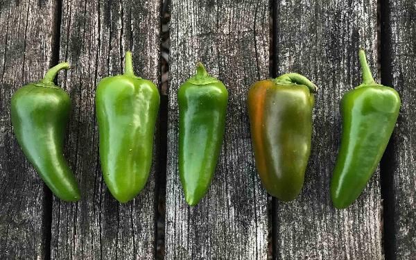 Produktfoto zu Snackpaprika grün