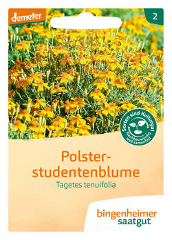 Produktfoto zu Polsterstudentenblume