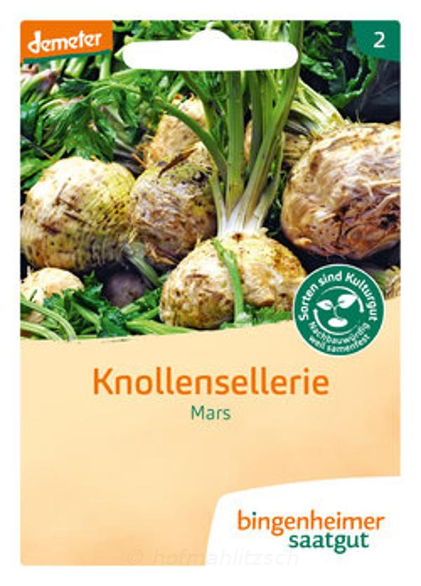 Produktfoto zu Knollensellerie Mars